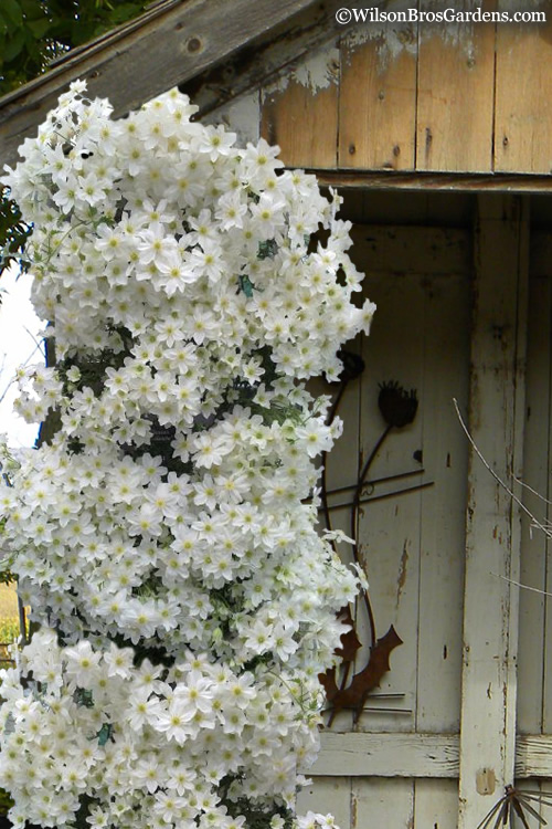 Avalanche Evergreen