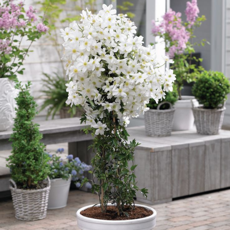 Avalanche Evergreen