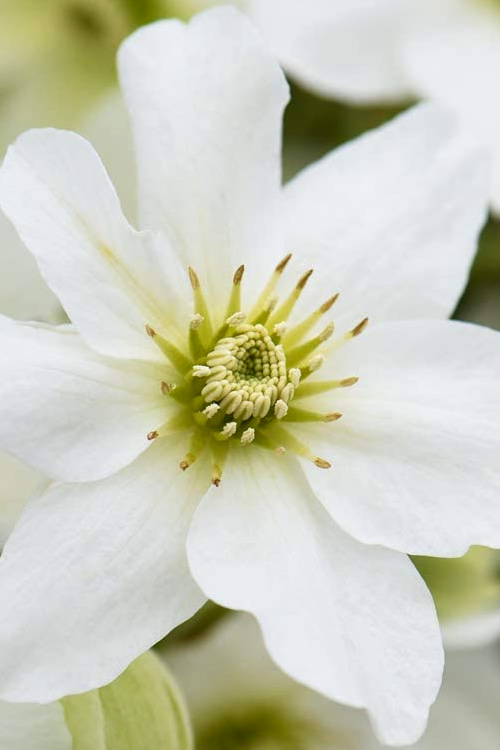 Avalanche Evergreen