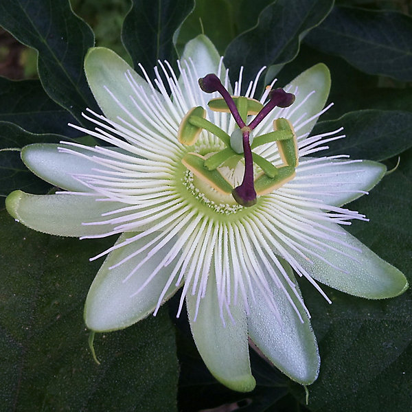avalanche evergreen