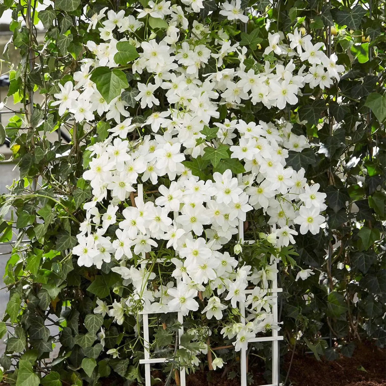 Avalanche Evergreen